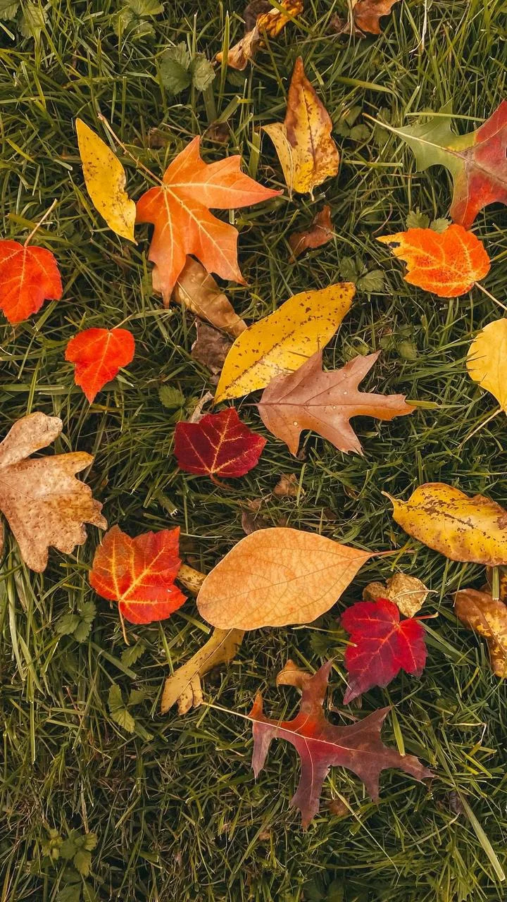 🍂 Лайфхак, который пригодится каждому дачнику осенью