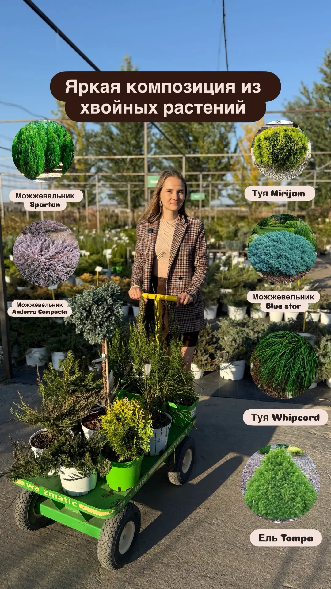 Собираем яркую меняющуюся композицию из хвойных для зимнего сада 💚