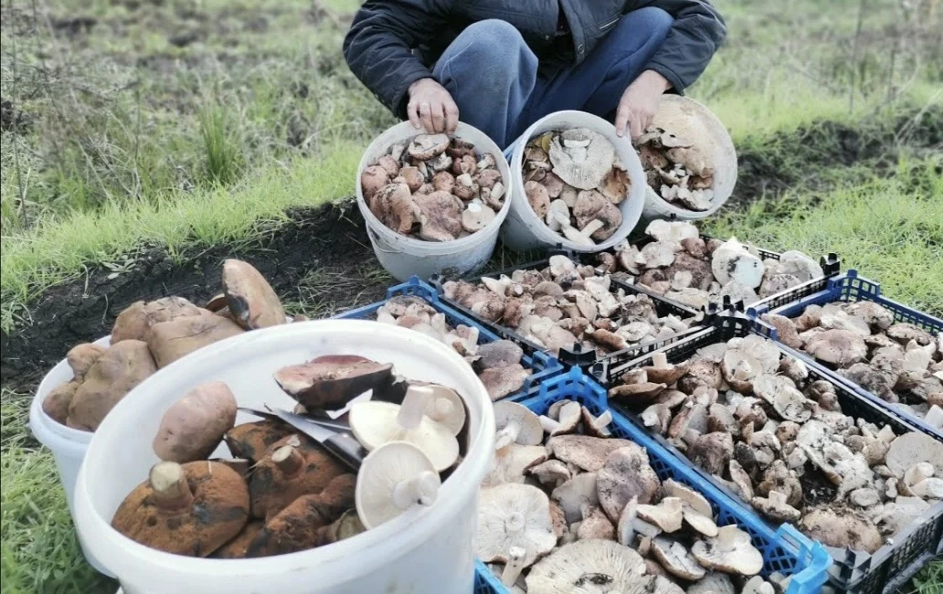 🍄 Настоящий бум рядовки в волгоградских лесах 👍 Пошаговый рецепт малосольных грибов —...