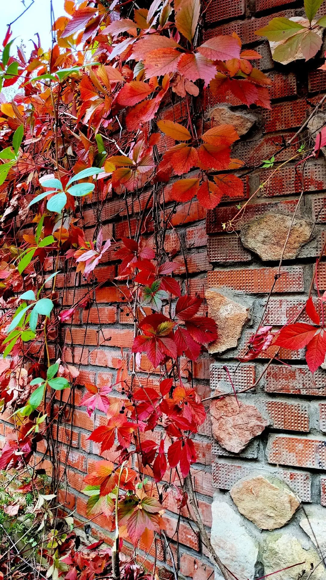 Чудеса природы осенью 🍂