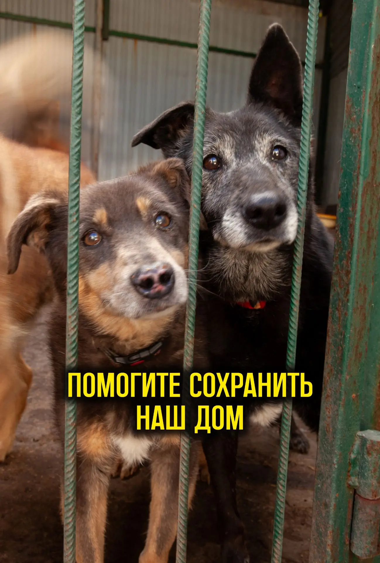У нас всего 15 дней на сбор почти 220 тыс.р. только на базовые нужды приюта...