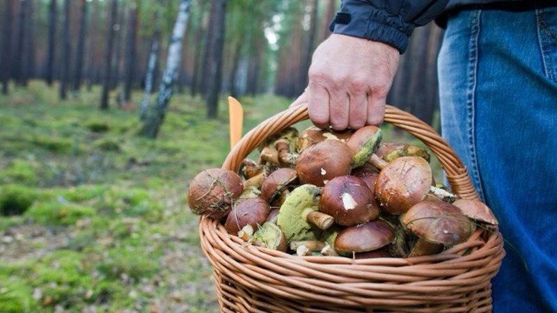 Любые грибы замораживаю на зиму так: после разморозки не превращаются в кашу — остаются...