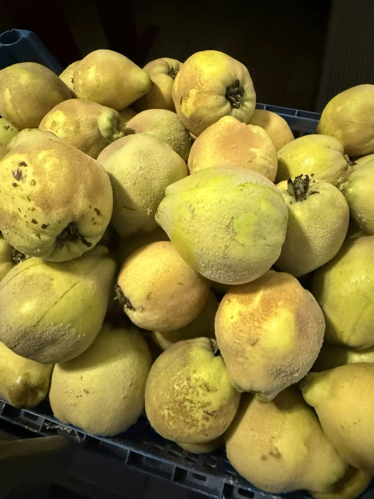 Продам айву, 100₽/кг.