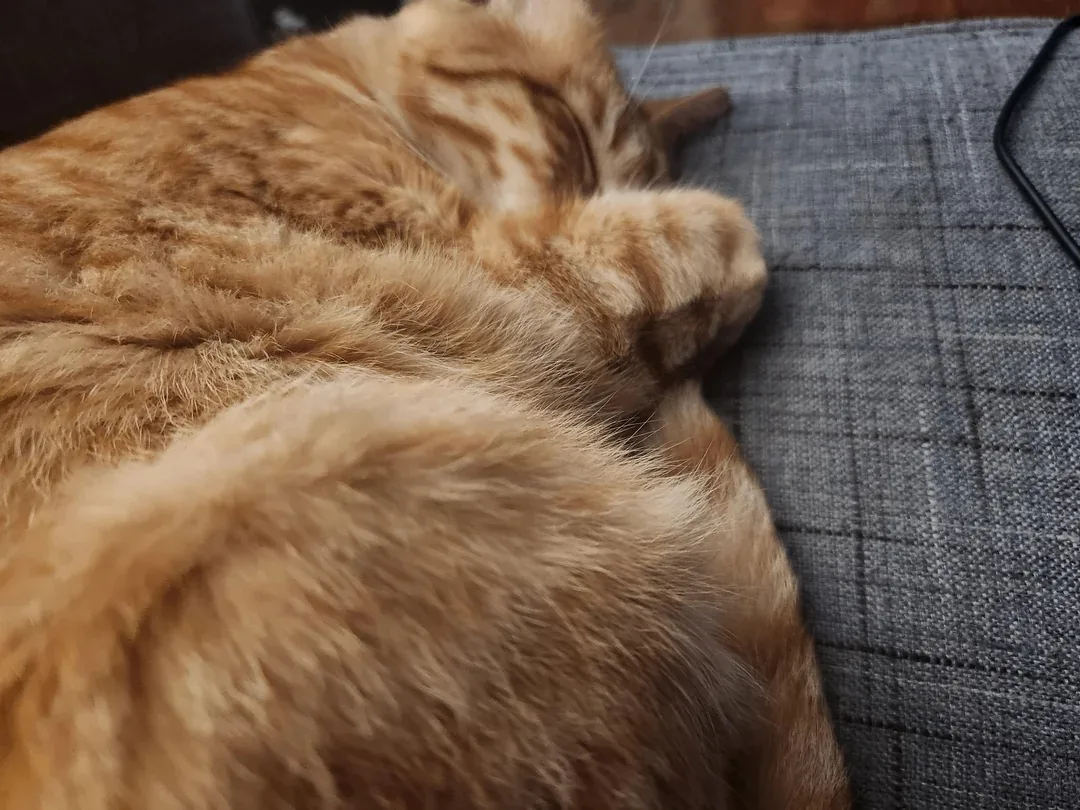 Спокойной ночи, котятки 😸