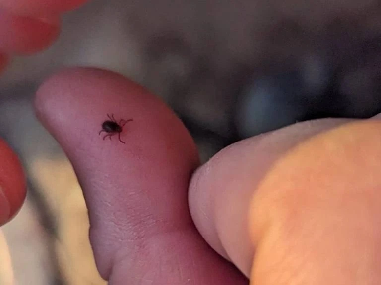 🕷️🍂 Клещи в Приморье решили продлить сезон — кусать людей могут до ноября