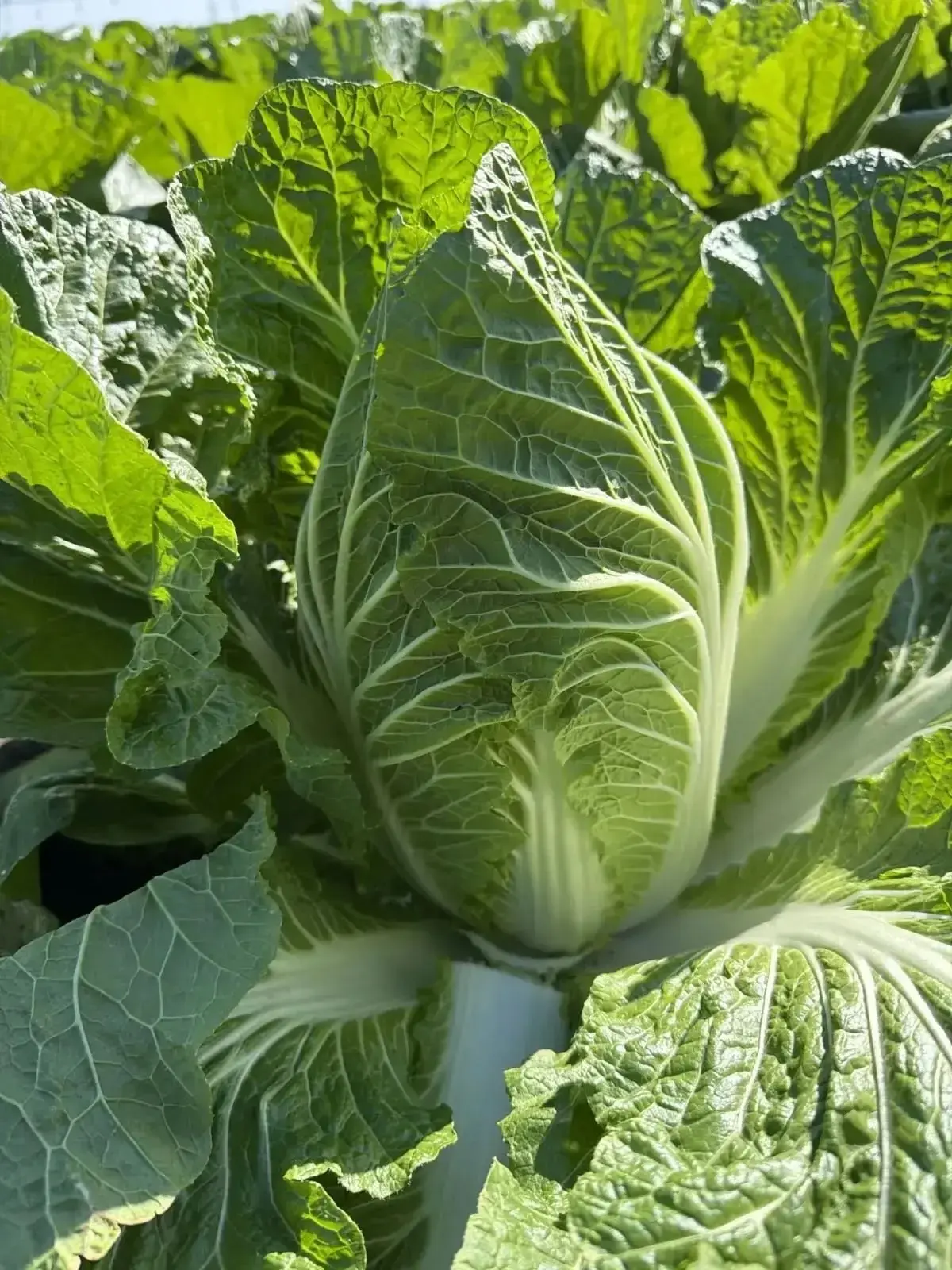 🥬🥕🫜Два урожая овощей за сезон: как вырастить и как продать? Сегодня в станице Бузино...