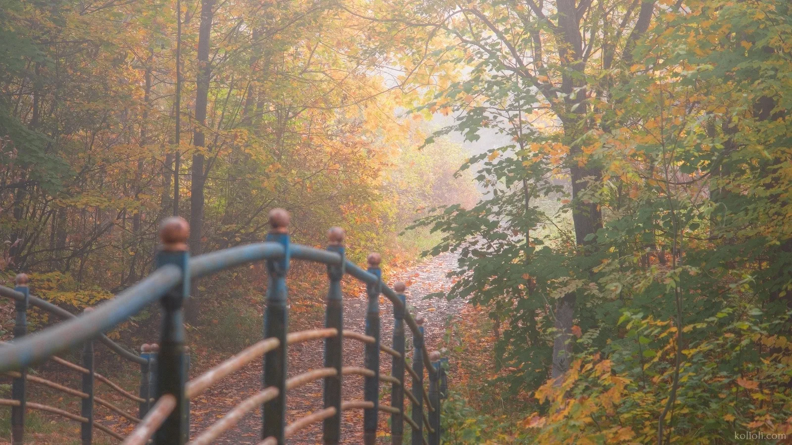 Туманный Невский лесопарк🍁