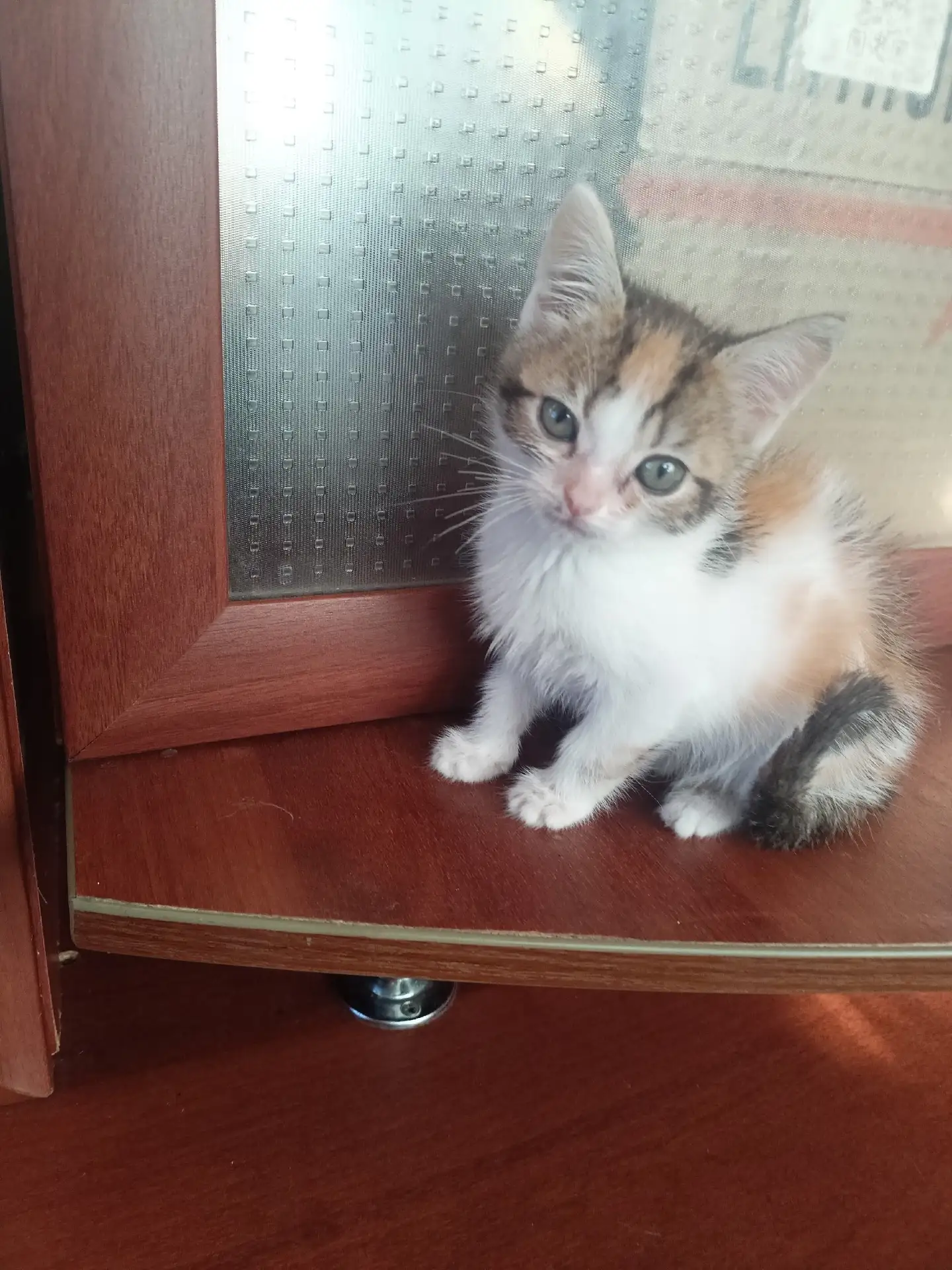 🐾 ИЩЕМ ДОМ ДЛЯ ДВУХ КОТЯТ! 🐾
