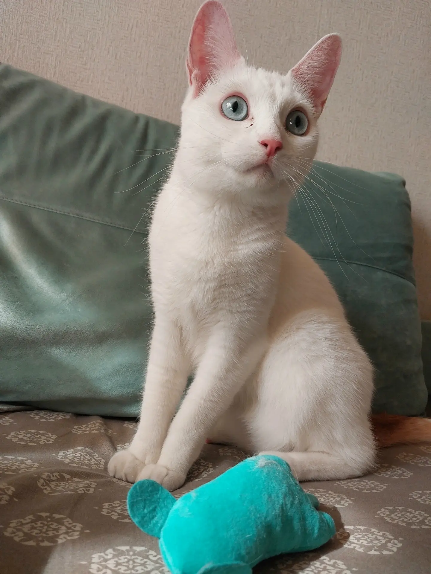 Когда купили диван под цвет глазок малыша 😸😻😻😻