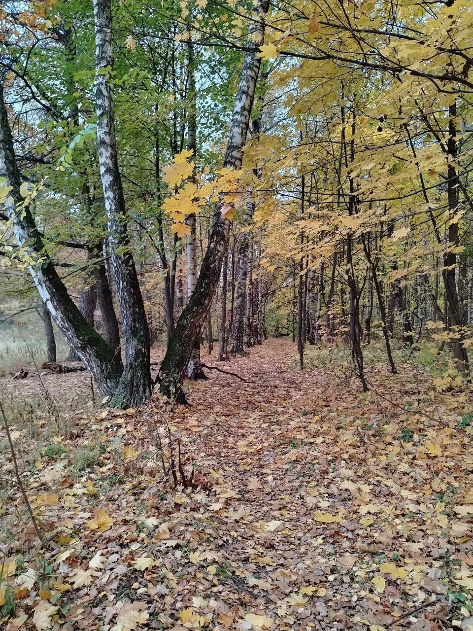 Дай силы, дубок 🍃