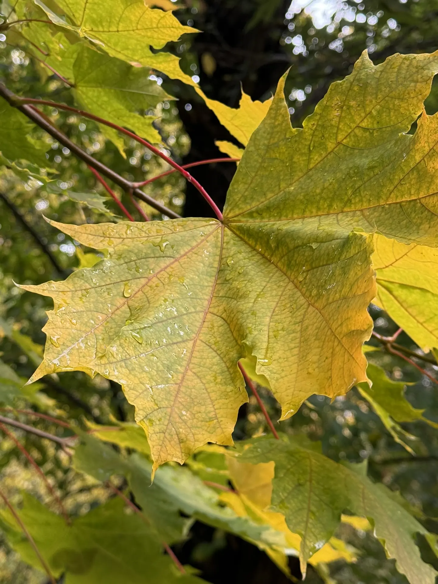 🍁15 октября День собирания осенних листьев