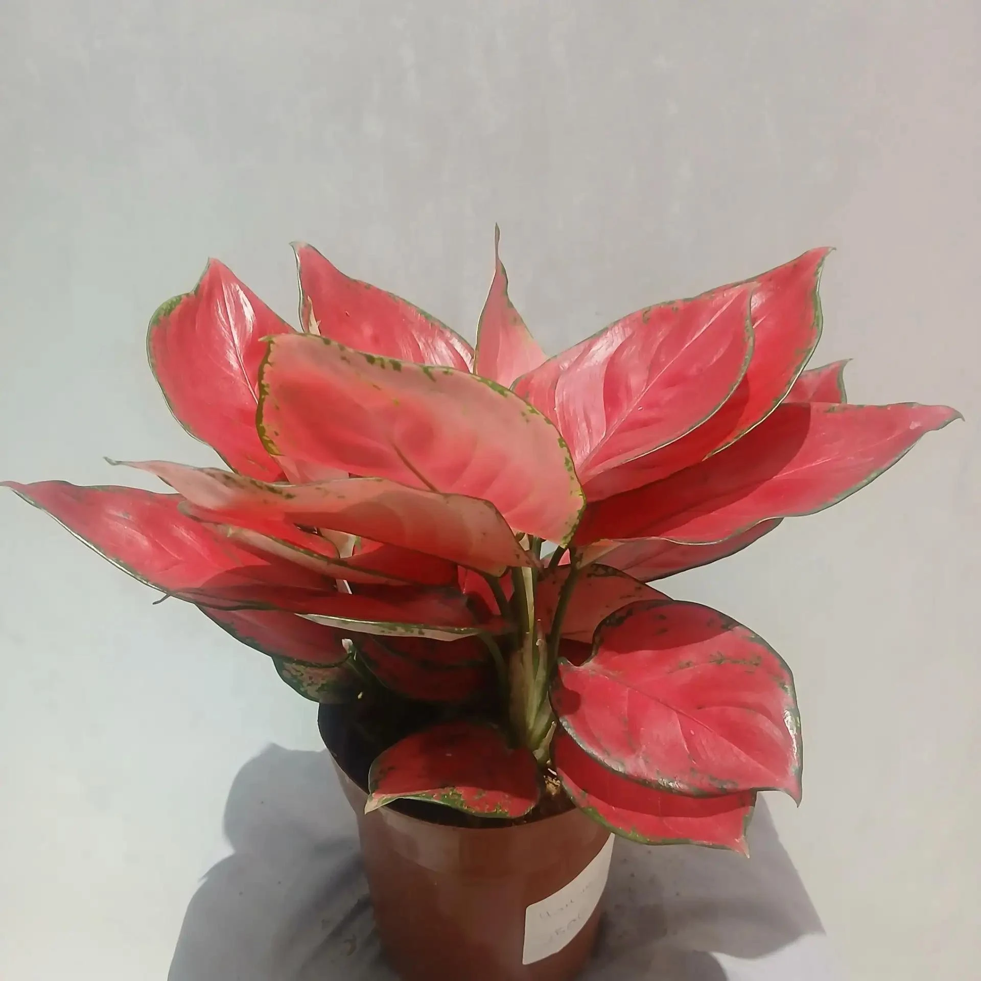 Аглаонема Чайна Ред (Aglaonema 'China Red') — эффектный сорт с яркими розово-красными п...