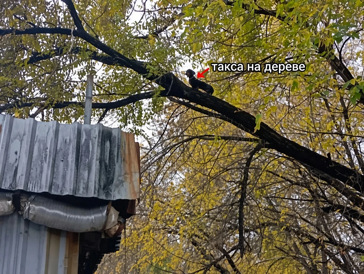 Кадр дня: в Новокузнецке спасатели сняли с дерева... таксу