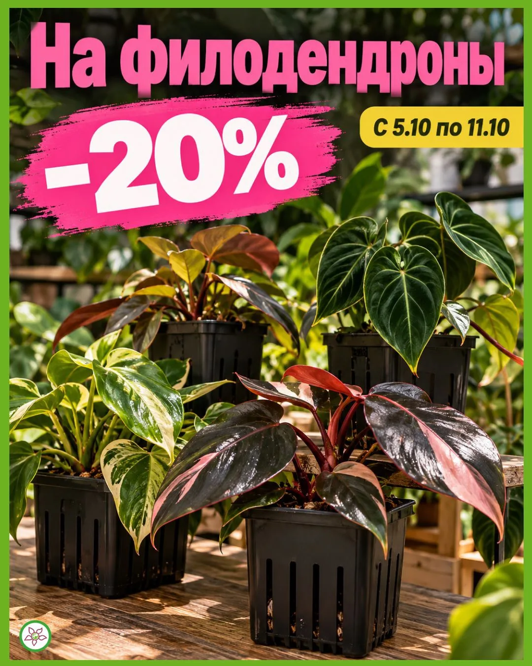🌿 Скидка 20% на филодендроны!
