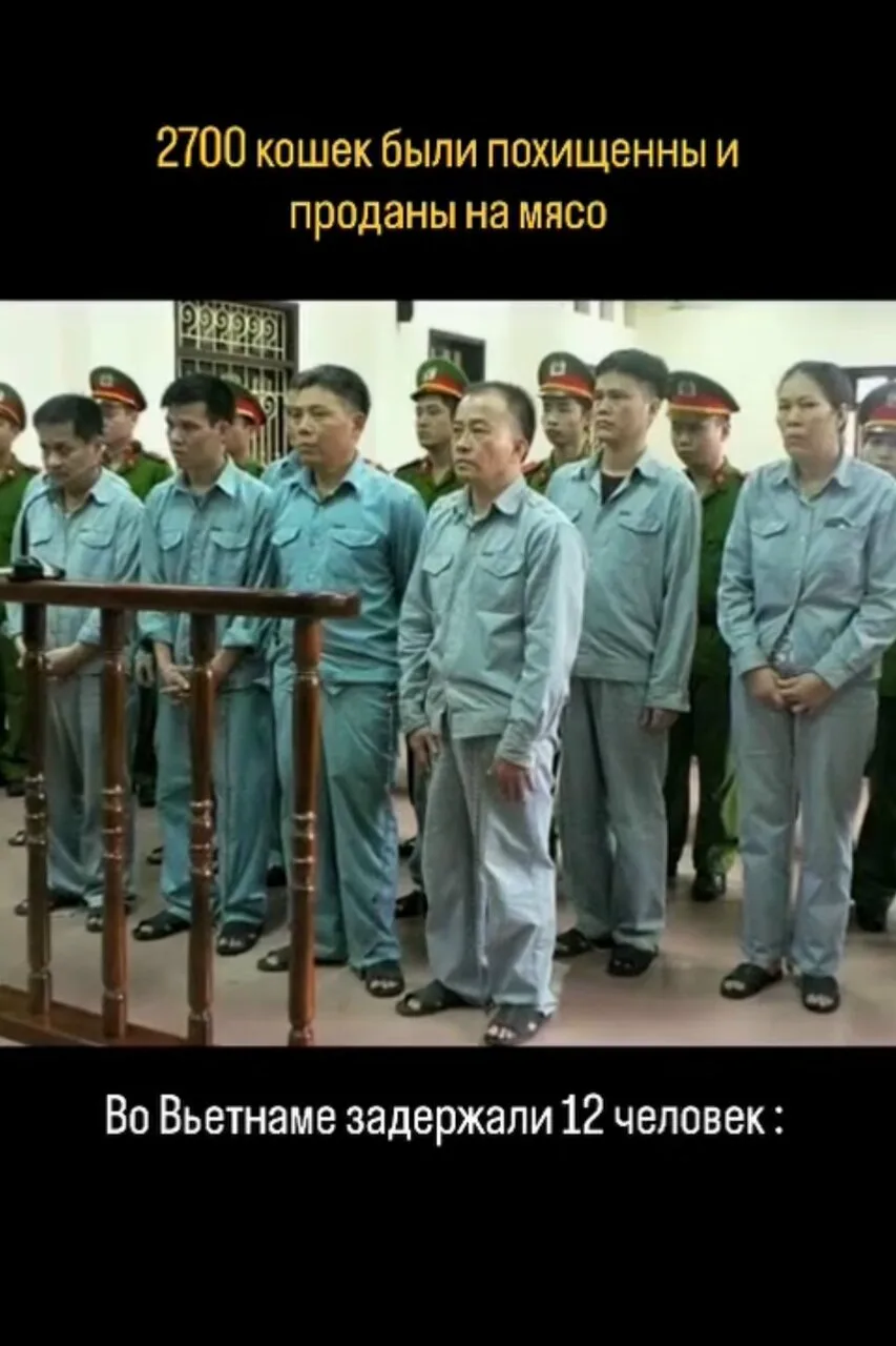 Во Вьетнаме полиция задержала 12 человек, которых подозревают в отлове уличных и краже ...