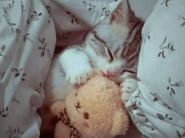 🌙 Доброй ночи, Петербург!