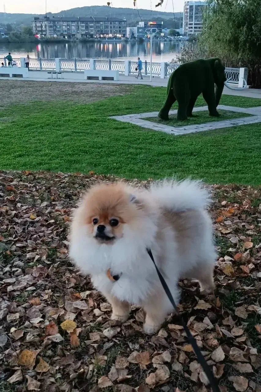 Доброе пушистое ☺️
