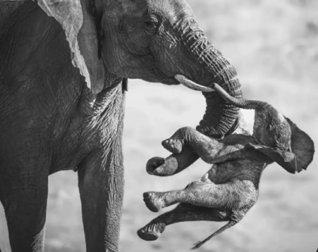📸 Фотография слонихи, несущей погибшего слонёнка, победила в конкурсе Wildlife Photogr...