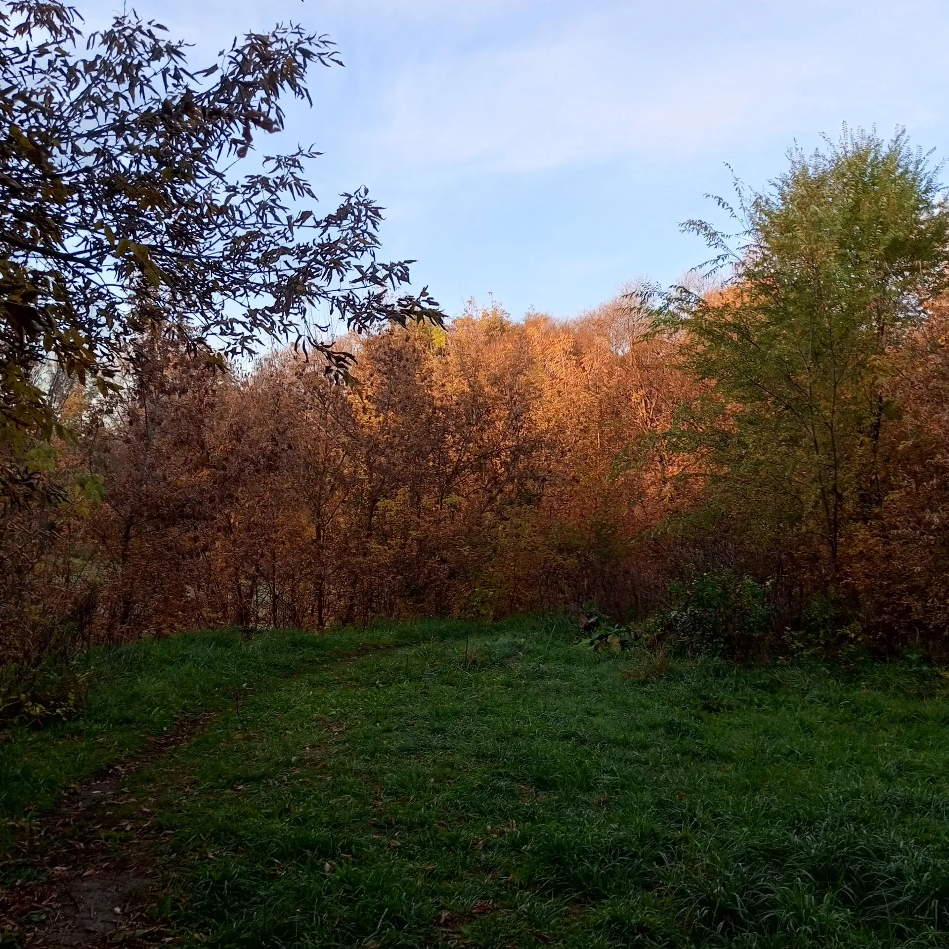 Желаю всем такого же солнечного настроения, как сегодняшнее утро! ☀️🍁