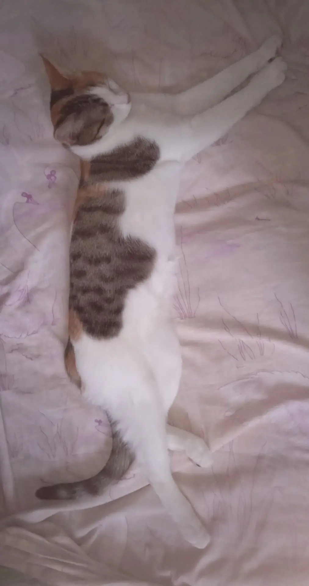Ленивое блаженство🛋