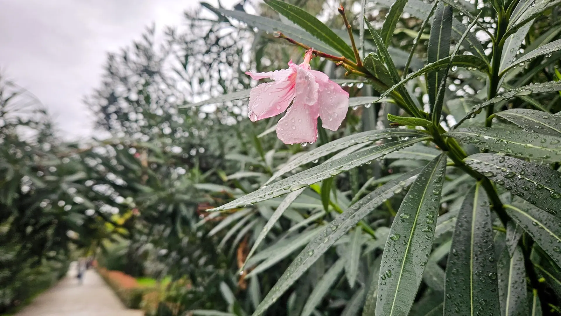 🌿 Доброе утро, дорогие сочинцы и гости курорта!