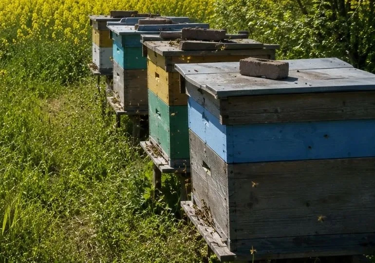 В Челябинской области медведь разорил пасеку