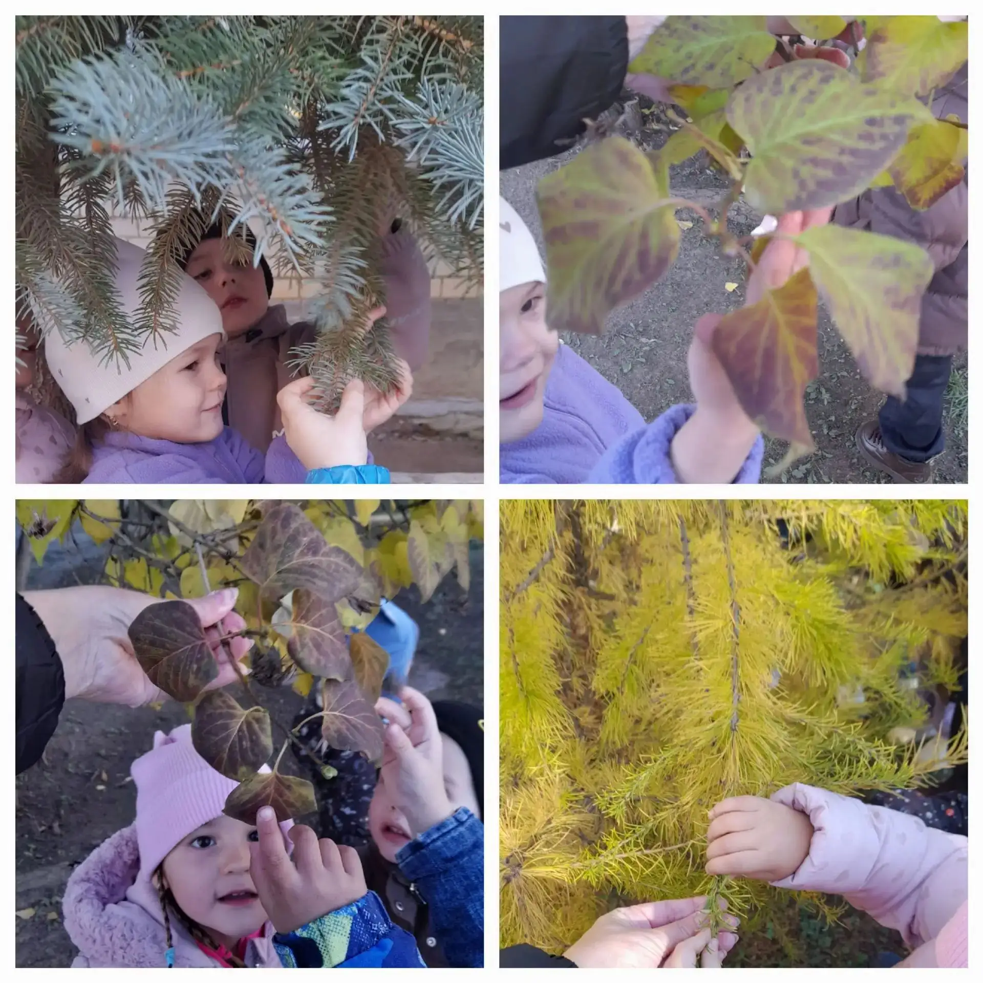 Разноцветный лес,