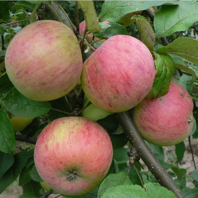 🍎Что нужно учесть, если вы решили посадить яблоню именно осенью?