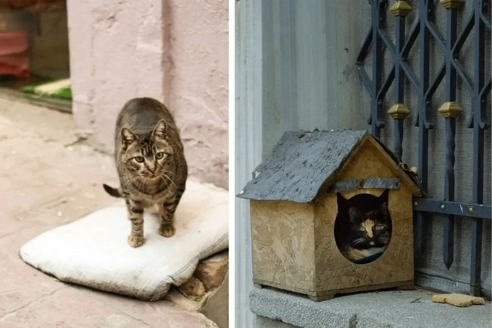 🏘 Мужчина построил домик одному бездомному коту, а получилась кошачья деревня