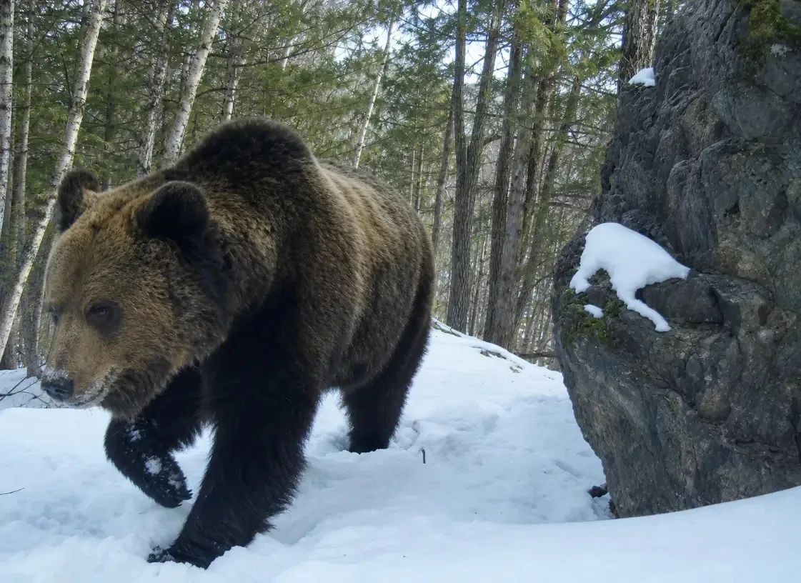 Бонус от нашего дизайнера Ани: теперь Михайло с мордой))