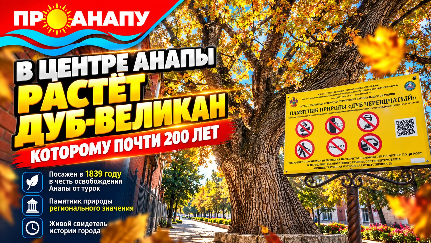 В центре Анапы растёт дуб-великан, которому почти 200 лет