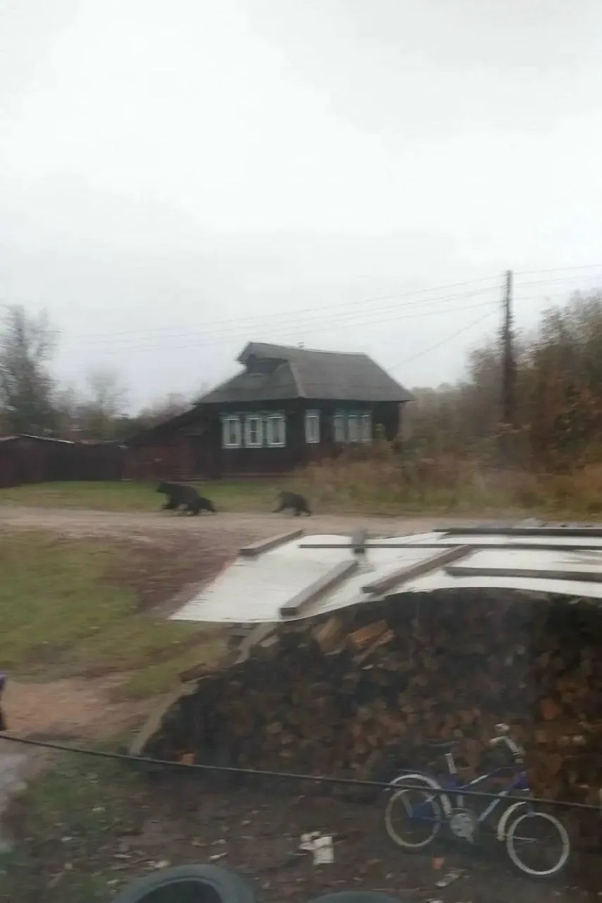 🐻 Медведица с медвежатами заглянула в нижегородское село