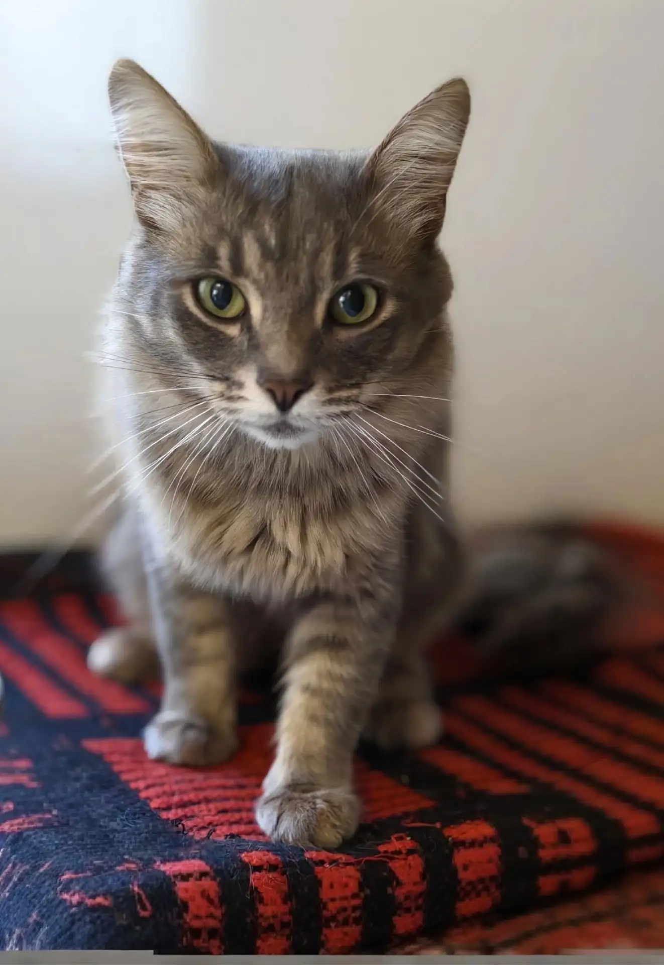 🐾✨Ищем любящую семью для очаровательного котика ! 🐱💚