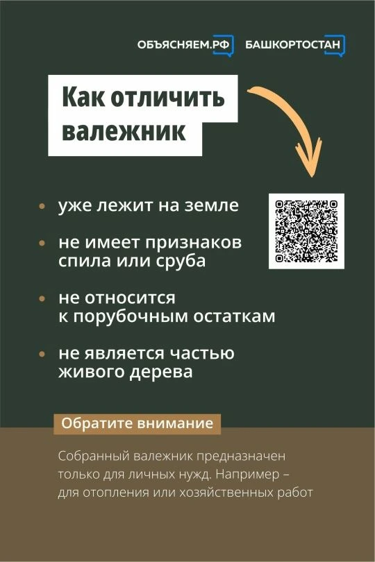 Жители Башкортостана могут бесплатно собирать валежник в лесу для собственных нужд. Но ...
