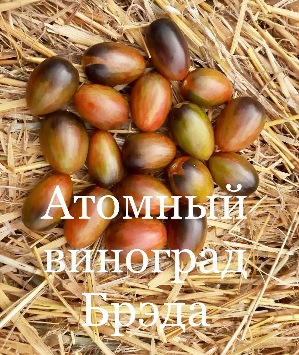 Про томат