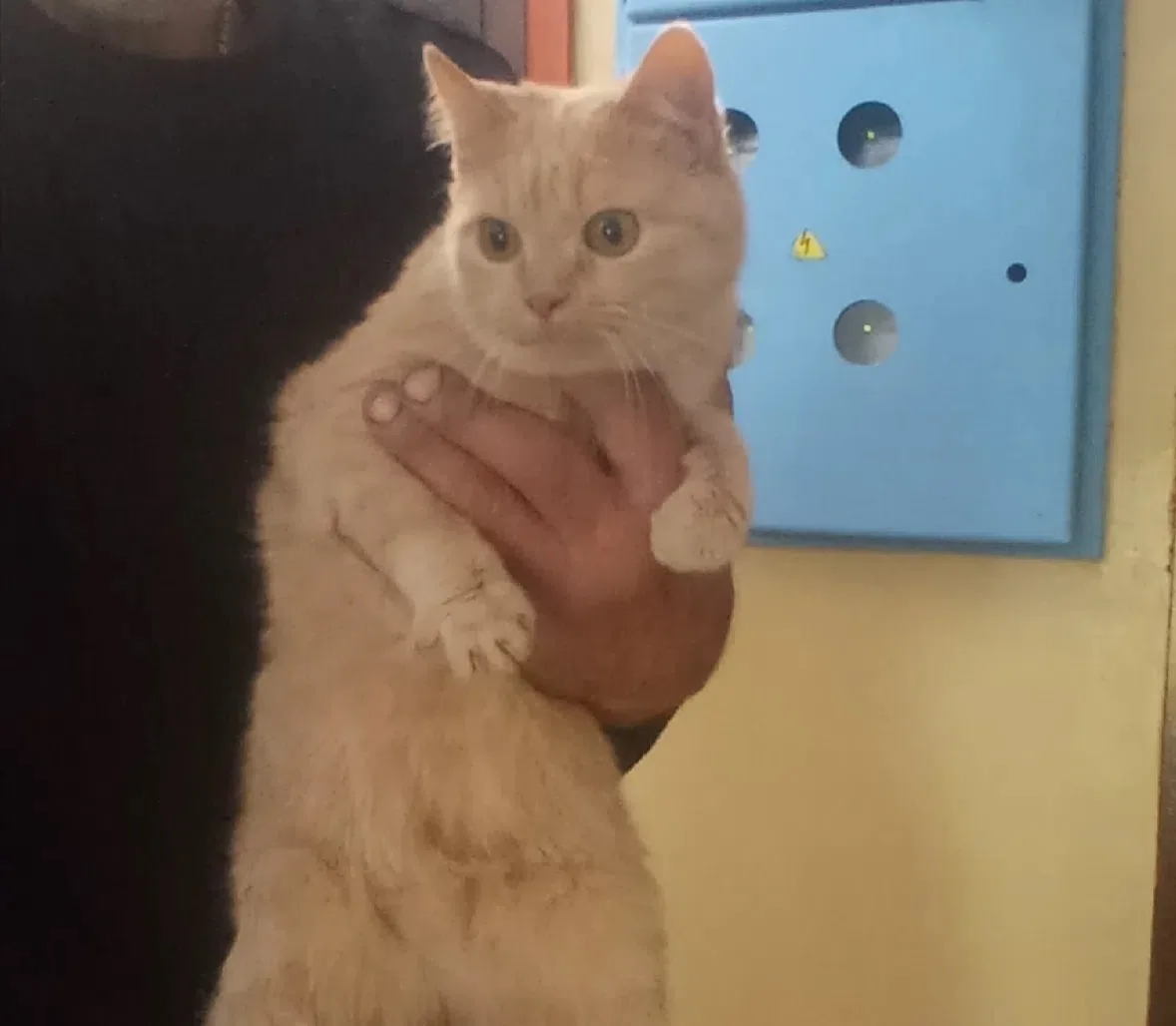 🐱От подписчицы: