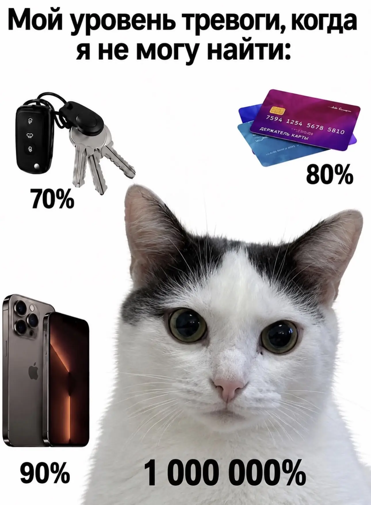 Кошатники поймут