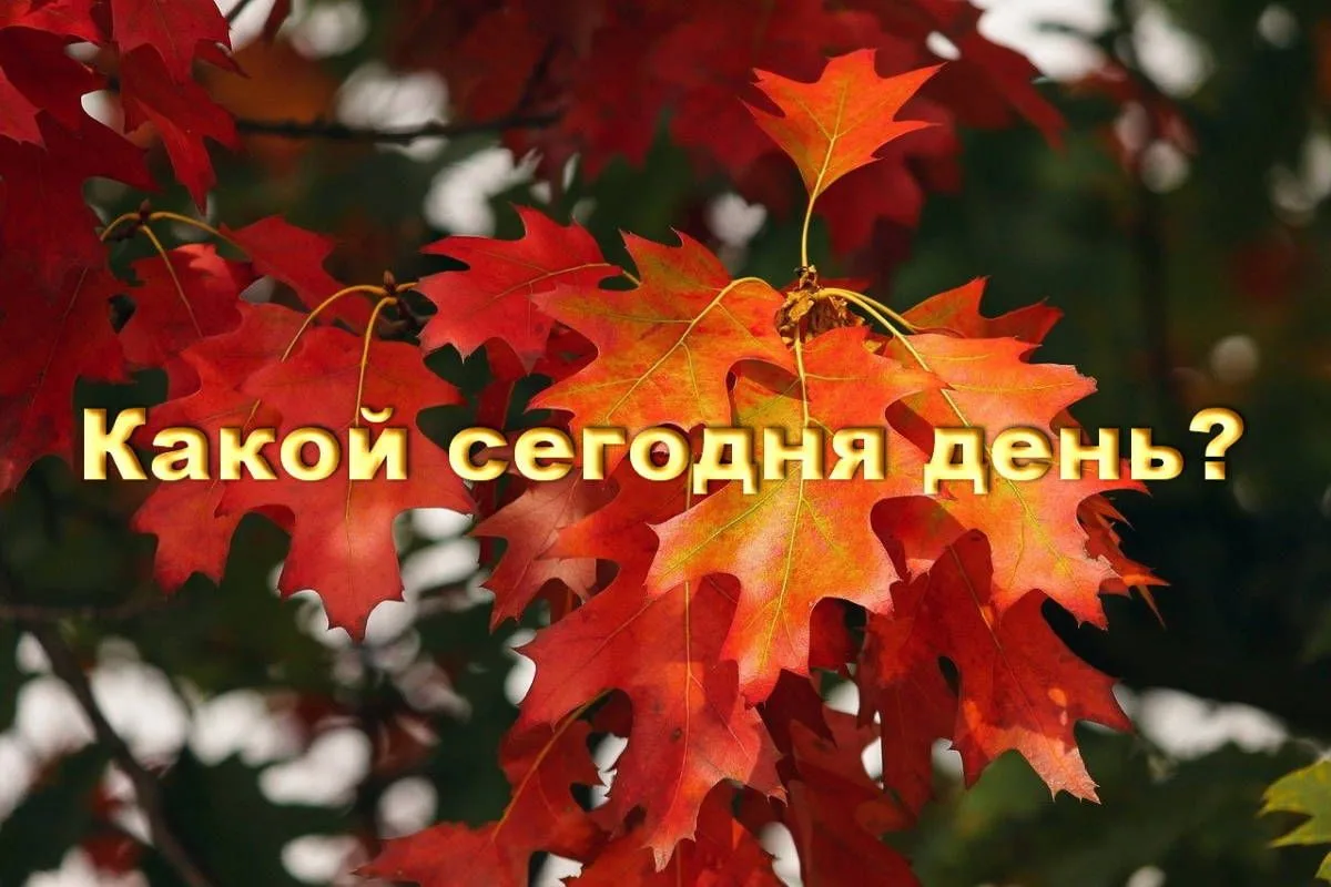 На календаре вторник, 13 октября - День засыпающих деревьев. Сегодня деревья начинают г...