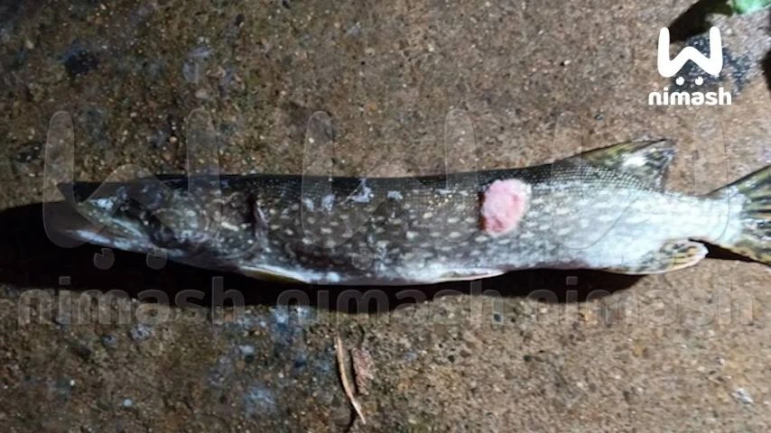 Щучья чума распространяется в водоёмах Нижегородской области 🎣⚠️