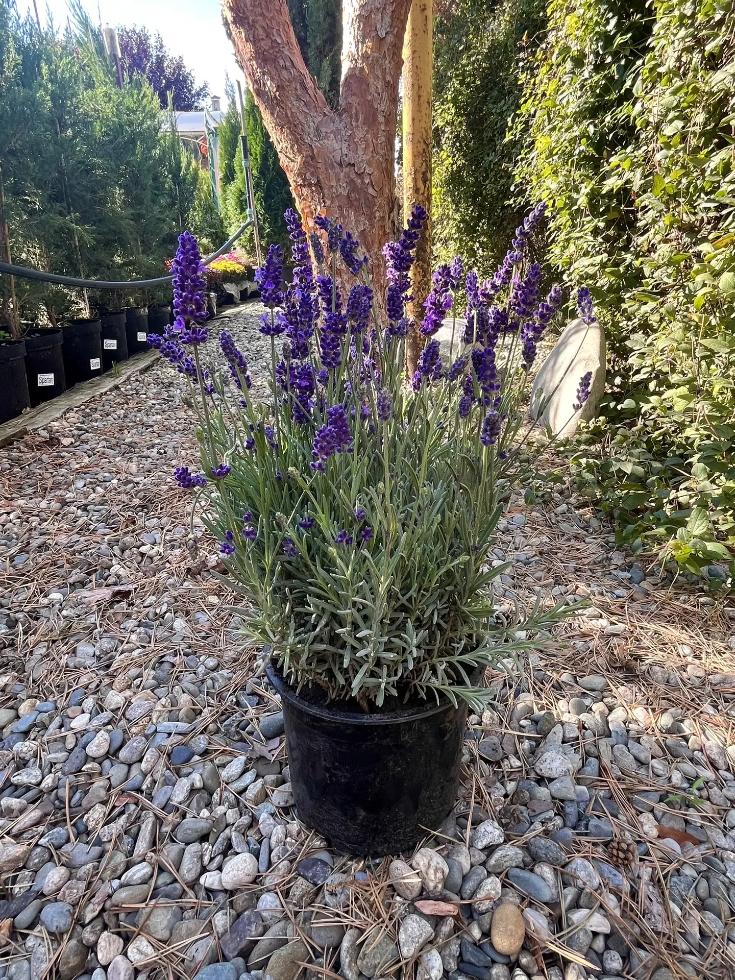 Лаванда!💜🌿