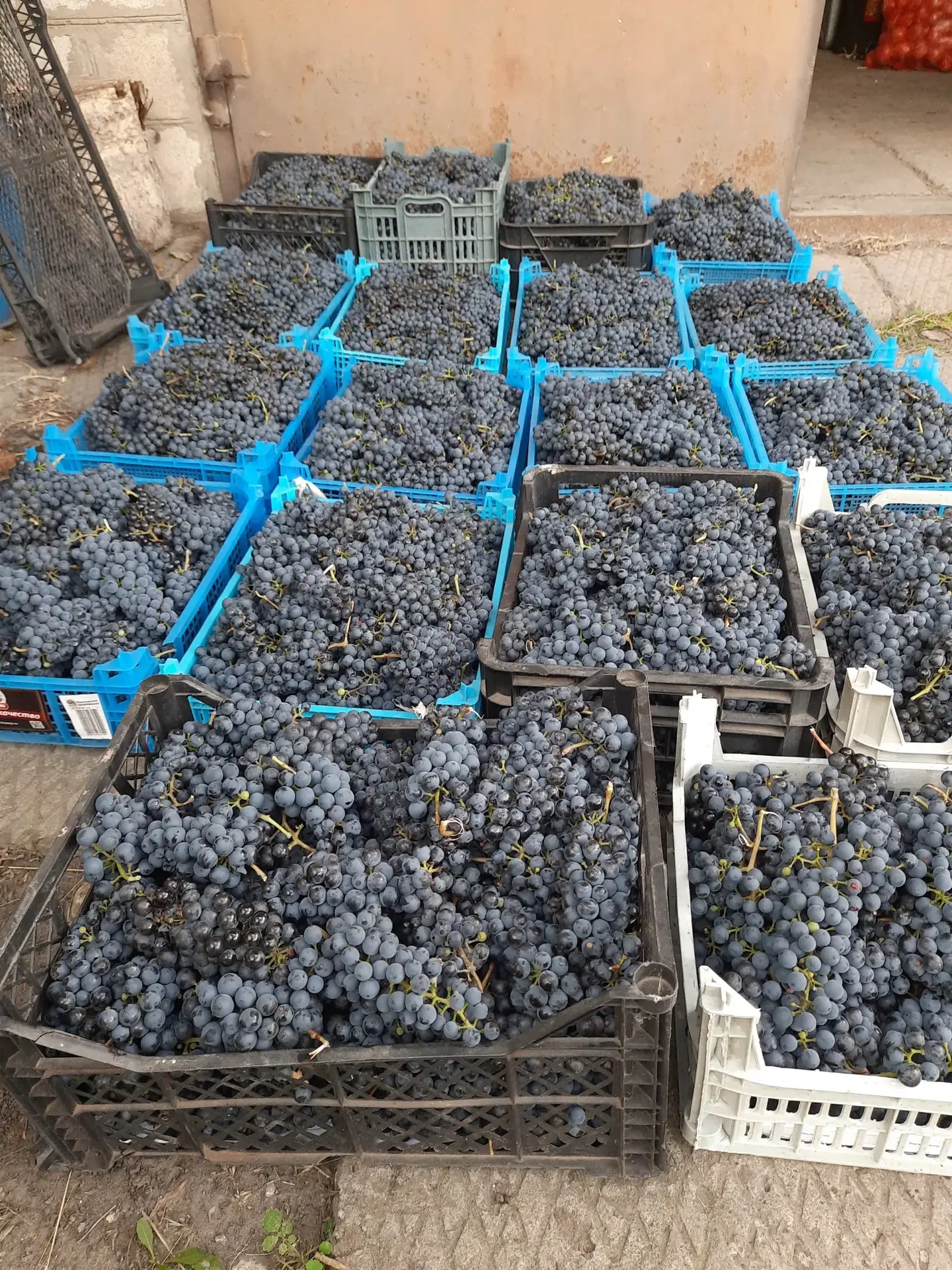 Продам 100 кг винного винограда. Цена 50₽/кг. Забирать в районе ресторана "Чёрный кот"....