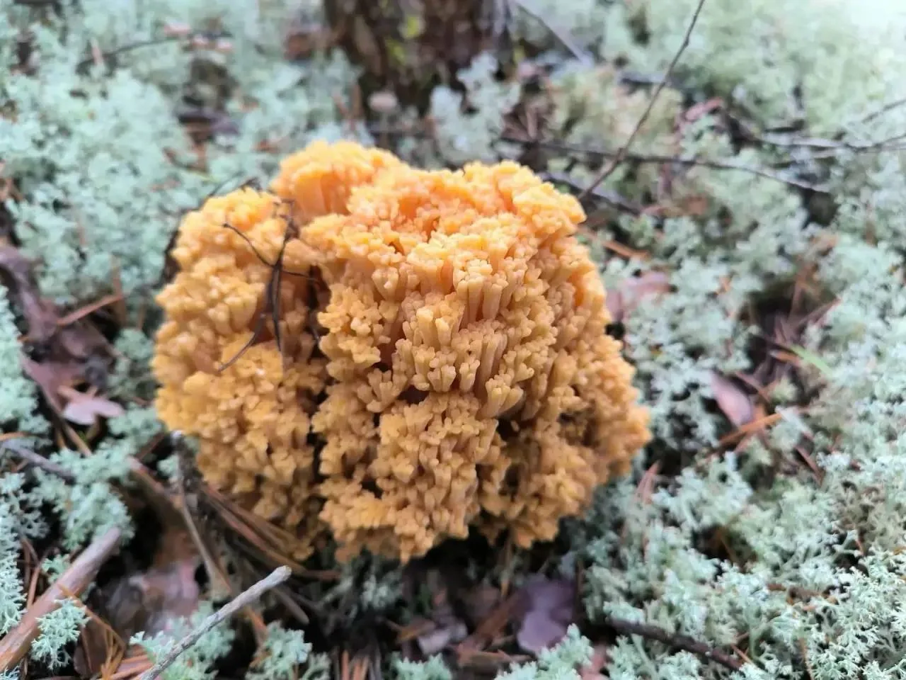 🍄 В Югре впервые нашли редкий гриб — золотой коралл!