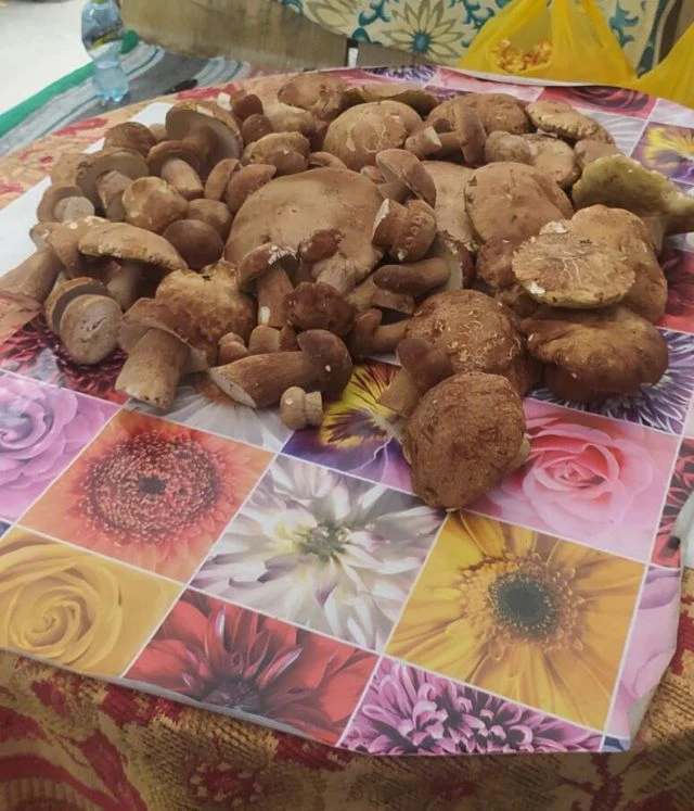 ❤Вот так сегодня поохотилась , на тихой охоте ❤️❤️❤️Страшненько конечно, Но очень хотел...