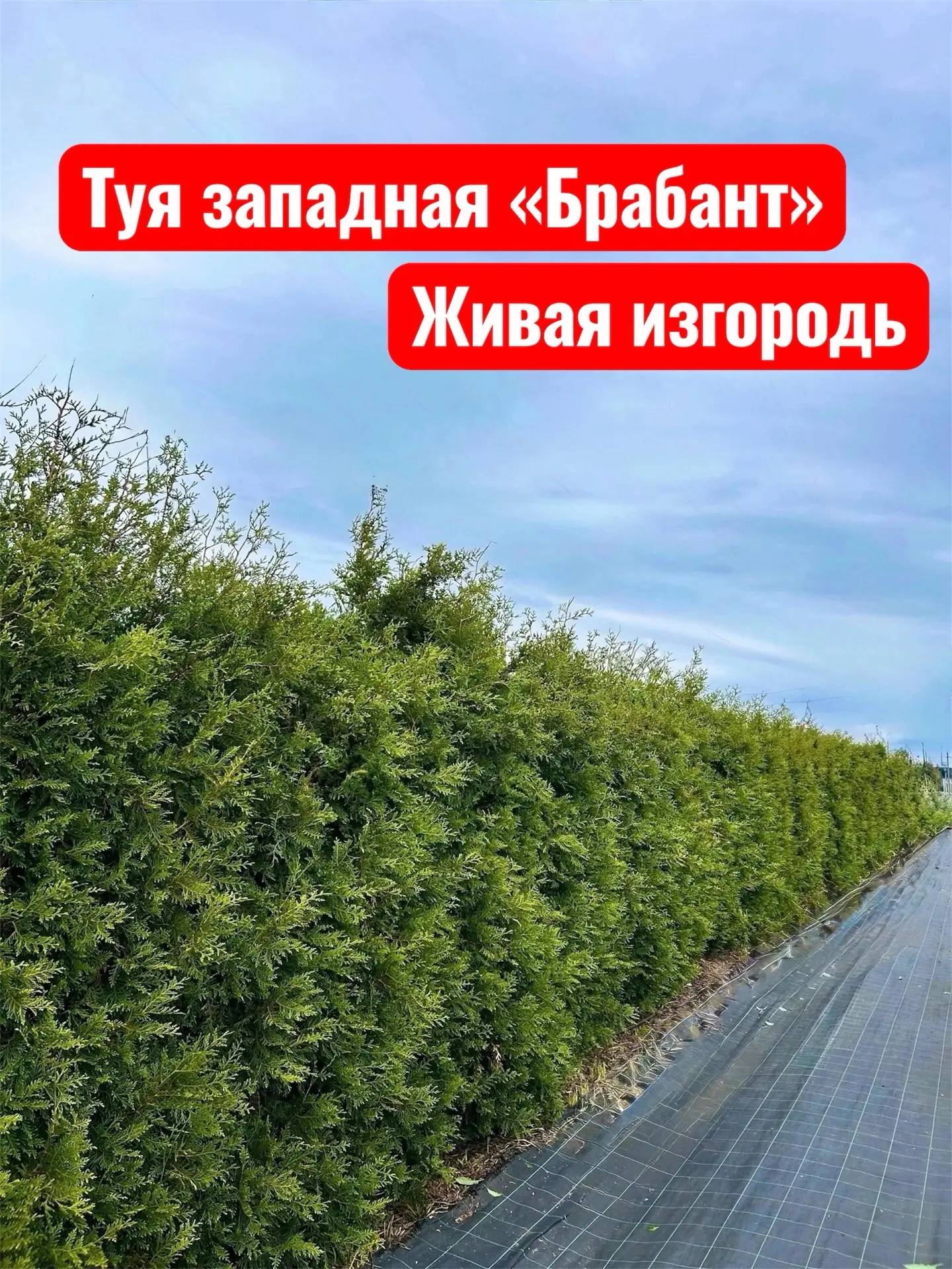❓ На каком расстоянии высаживать тую «Брабант» для живой изгороди?