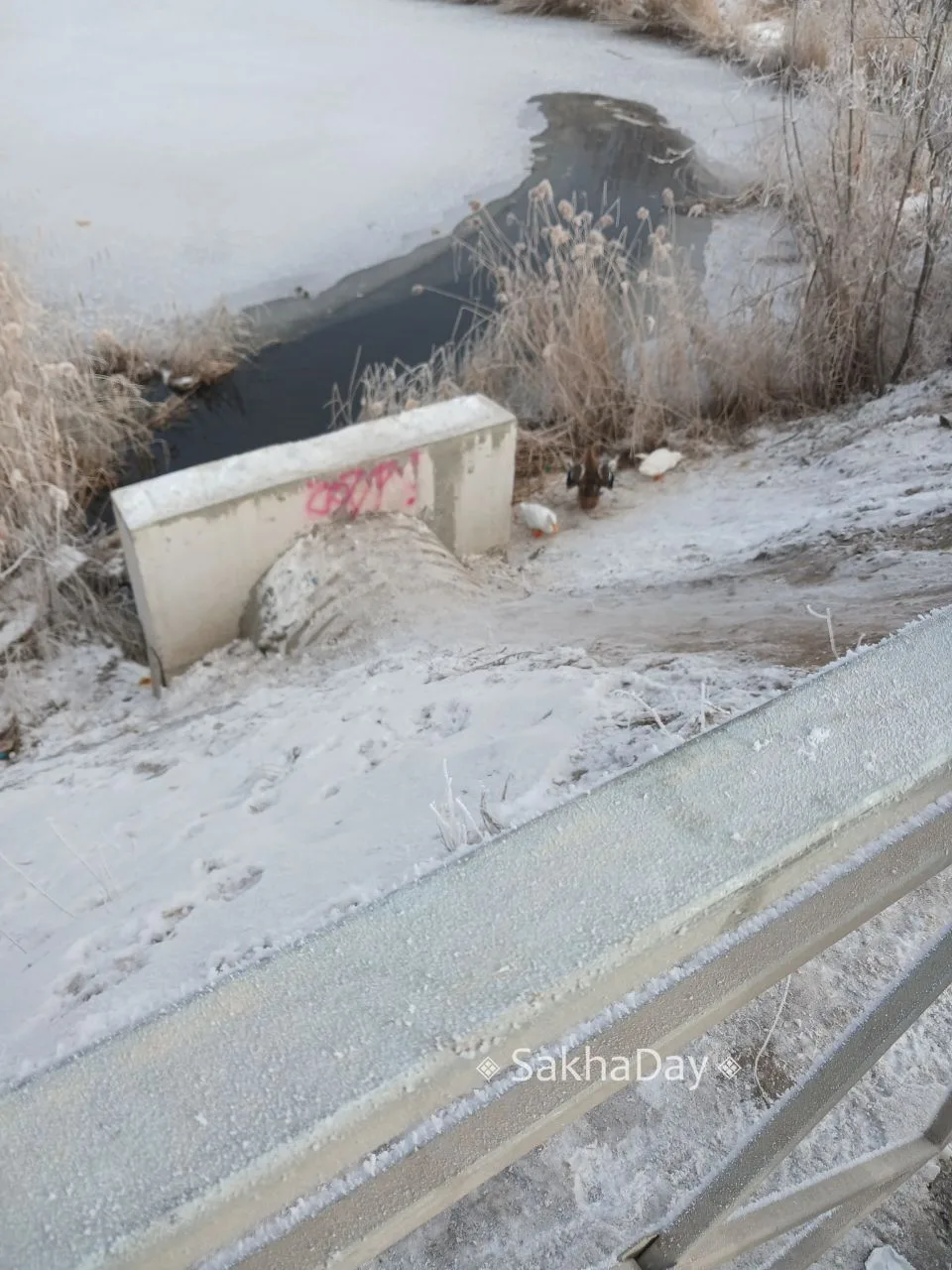 #пишут  Вот утки, где речка течёт рядом мостом сидели сегодня утром между магазином Ком...