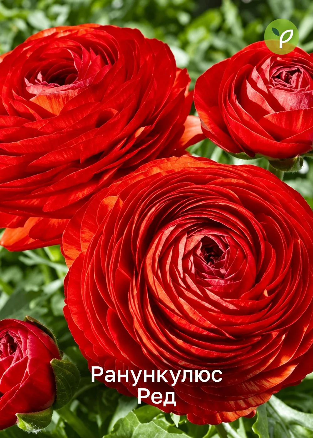ГЛАВНЫЙ ТРЕНД СОВРЕМЕННОЙ ФЛОРИСТИКИ💥