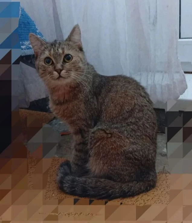 Этой кошечке Кроше пока не совсем везёт в жизни… Сначала ее с братиком и сестричкой выб...