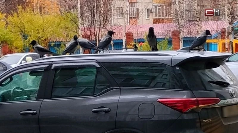 🔤Крылатые «рейдеры»: в Югре ворон обвинили в погромах на мусорных площадках