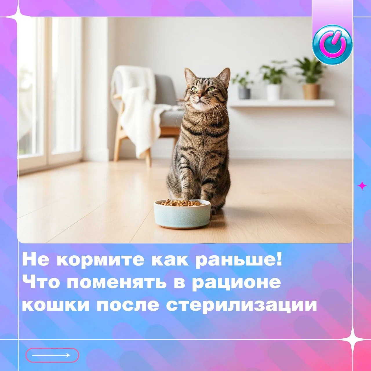 После операции потребности питомца в питании могут измениться. Как подобрать порцию, ну...