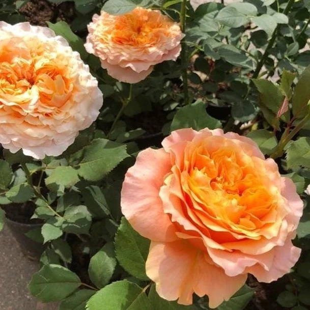 Продолжаем знакомство с красотками😍🌹🌹🌹